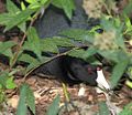 American Coot