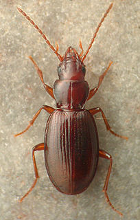 <i>Amerizus</i> Genus of beetles