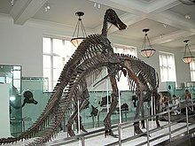 Edmontosaurus annectens fossil skeletons Amnh fg08.jpg