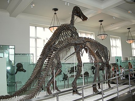 Edmontosaurus annectens fossil skeletons
