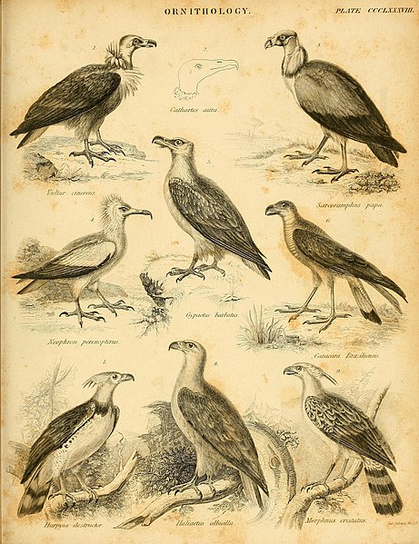 File:An introduction to the natural history of birds - being the article "Ornithology," from the seventh edition of the Encyclopaedia Britannica - with one hundred and thirty-five figures (1839) (14772352633).jpg