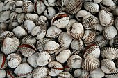 Collection of Anadara marine ark clams Anadara granosa.jpg