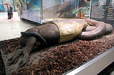 Un anaconda géant dévorant un capybara (Musée de Francfort am Main). Observez le diamètre démesuré de la gueule, rendu possible par l'absence d'articulations entre les deux mâchoires. Le taille du crâne du reptile est très réduite et s'observe à peine, ceci en fonction du très petit volume de l'encéphale.