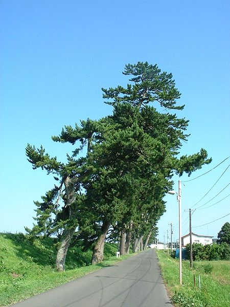 Historical lantern-covered Matsu pines standing by the Natori River dike.