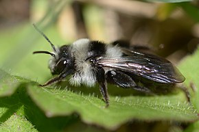 Beschreibung des Bildes Andrena cineraria f20160417.jpg.