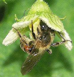 Andrena florea.jpg
