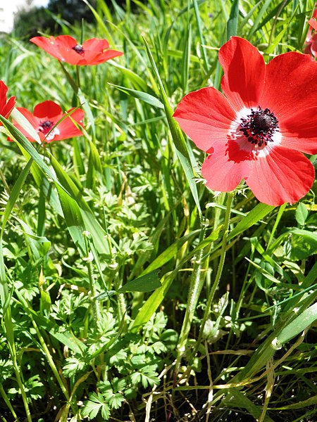 File:Anemone coronaria 4.JPG