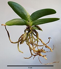 Angraecum leonis (Rchb.f.) André.jpg