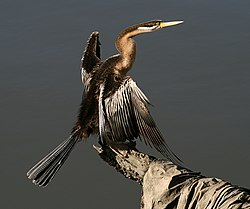 Anhinga novaehollandiae snake necked.jpg