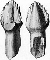 Tooth of the holotype in inner and outer view Ankylosaurus tooth.jpg