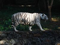 Arignar Anna Zoological Park - Wikipedia
