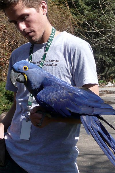 File:Anodorhynchus hyacinthinus -Denver Zoo, Colorado, USA-8a.jpg