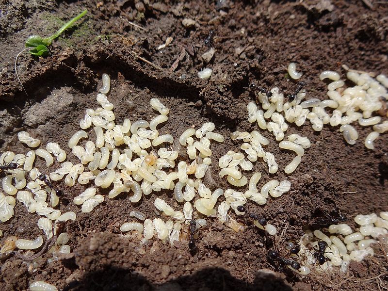 File:Ant nest 01.jpg