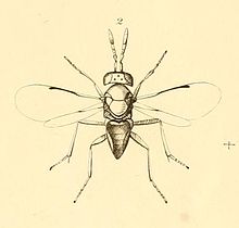 Aphelinus abdominalis - MonographiaChalciditumPlateKdel.jpg