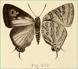 Aphnaeus zaffra
