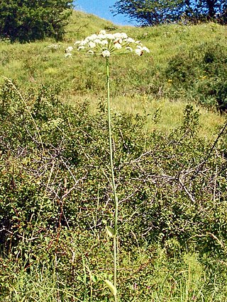 <i>Laserpitium latifolium</i> Species of flowering plant