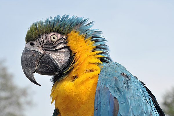 Попугай ара говорит. Попугай ара. Попугай ара сине-жёлтый (Ara ararauna). Ара попугай взъерошенный. Попугай ара фото.