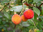 Erdbeerbaum-Frucht
