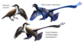 "Archaeoraptor.png" by User:Entelognathus