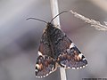 Archiearis parthenias (Linnaeus, 1761)