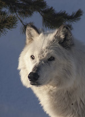 Arctic wolf at the Grizzly & Wolf Discovery Center.