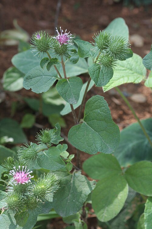 Arctium lappa 9.JPG