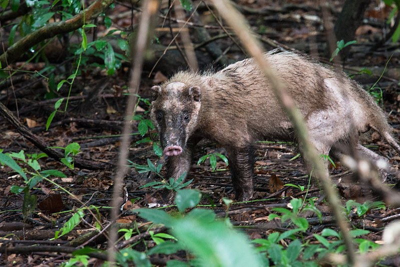 File:Arctonyx-collaris-hog-badger.jpg