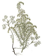 Artemisia maritima<br>(1832)