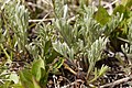 Artemisia scopulorum - Flickr - aspidoscelis (5).jpg