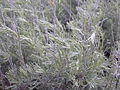 Artemisia tripartita (4036540643)