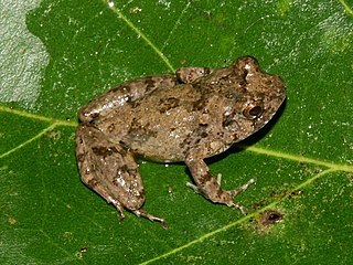 <i>Arthroleptis adelphus</i> Species of frog