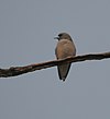 Ashy Woodswallow (Artamus fuscus) at Jayanti, Duars, West Bengal W IMG 5285.jpg