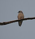 Ashy Woodswallow (Artamus fuscus) ĉe Jayanti, Duars, West Bengal W IMG 5285.jpg