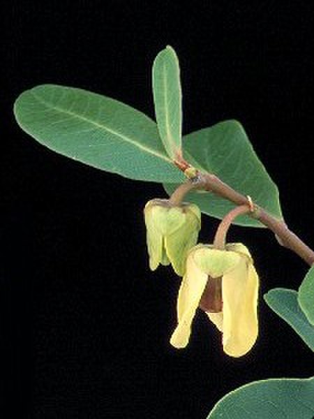 Asimina angustifolia