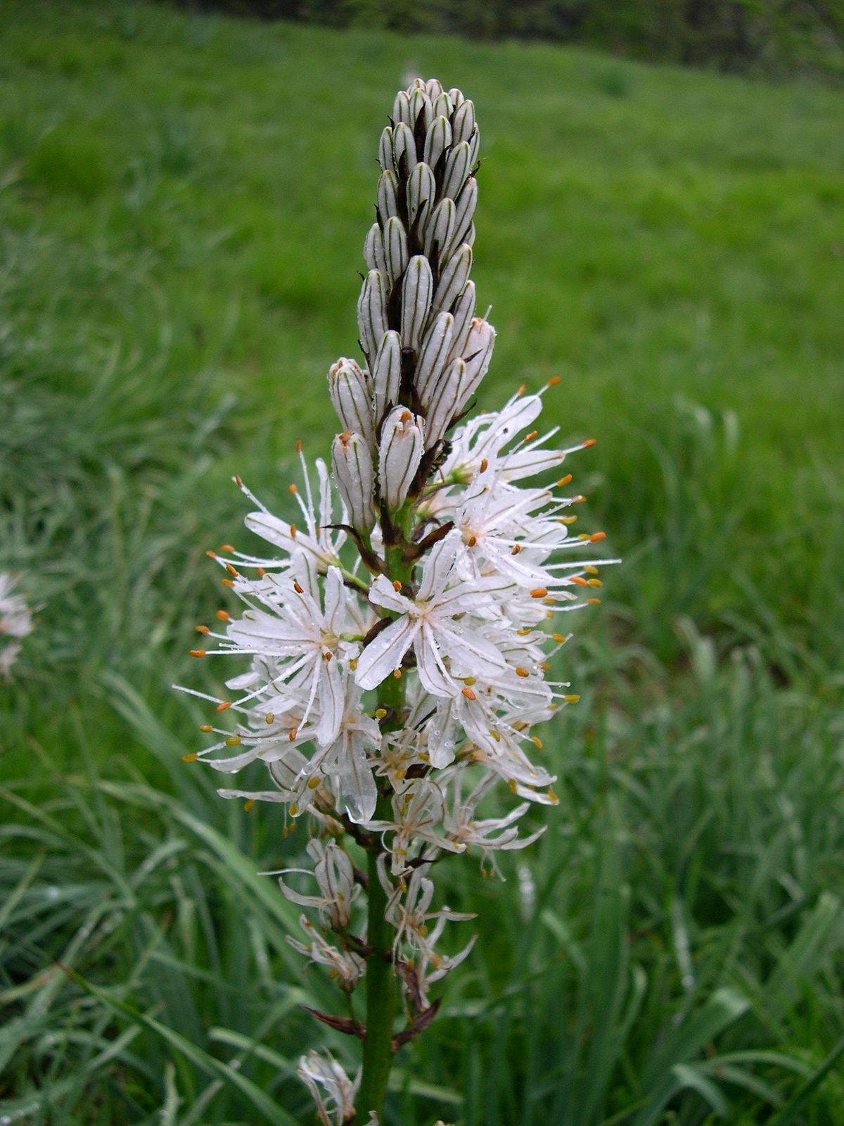 File Asphodelus Albus Flower Jpg Wikimedia Commons