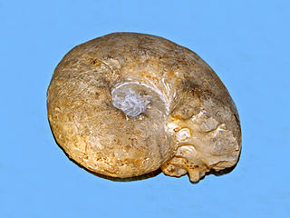 <i>Orthaspidoceras</i> Genus of molluscs (fossil)