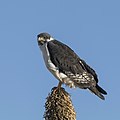 * Nomination Augur buzzard (Buteo augur), Sanetti Plateau, Ethiopia --Charlesjsharp 15:28, 6 February 2018 (UTC) * Promotion