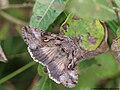 Autographa gamma (Linnaeus, 1758)