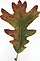 Autumn White Oak Leaf.jpg