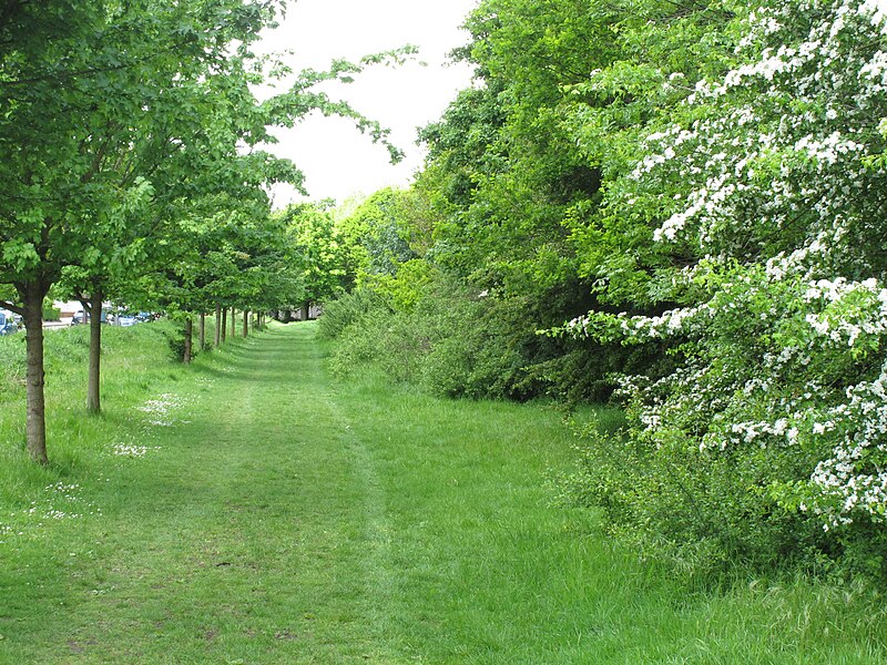 File:Avenue beside Braybrook Street - geograph.org.uk - 4479511.jpg