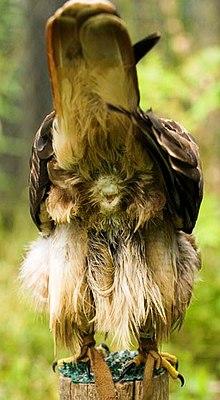 The cloaca of a red-tailed hawk, where excretion of biological waste and reproduction takes place Avian cloaca.jpg