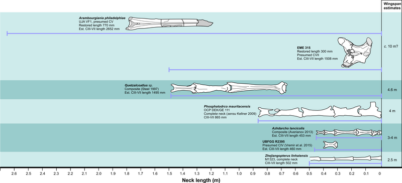 File:Azhdarchid pterosaur neck lengths.png