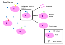 This figure depicts the process of B cell selection in the bone marrow. B cell central tolerance.png