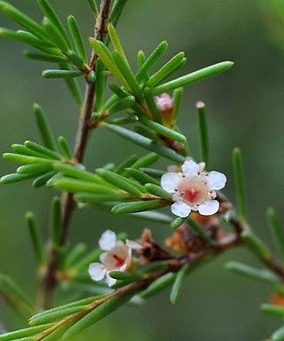 <i>Baeckea frutescens</i> Species of flowering plant