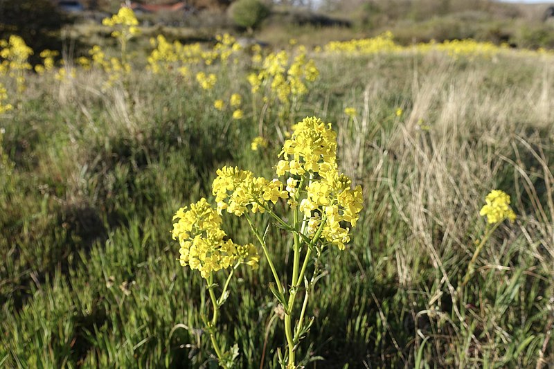 File:Barbarea vulgaris (Latin) Vinterkarse (Norwegian) Winter-cress Hedge mustard (English) Oslofjorden Hvasser Færder Norway 2020-05-08 7267.jpg