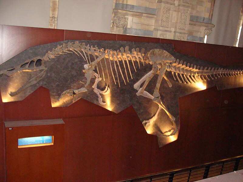 File:Baryonyx walkery (replica).001 - Natural History Museum of London.JPG