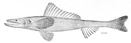 Bathysauridae