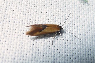 <i>Batia internella</i> Species of moth