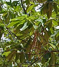 Thumbnail for File:Batino (Alstonia macrophylla) leaves &amp; fruit at Hyderabad, AP W 280.jpg