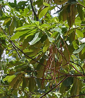 Popis obrázku Listy a plody Batino (Alstonia macrophylla) v Hyderabadu, AP W 280.jpg.